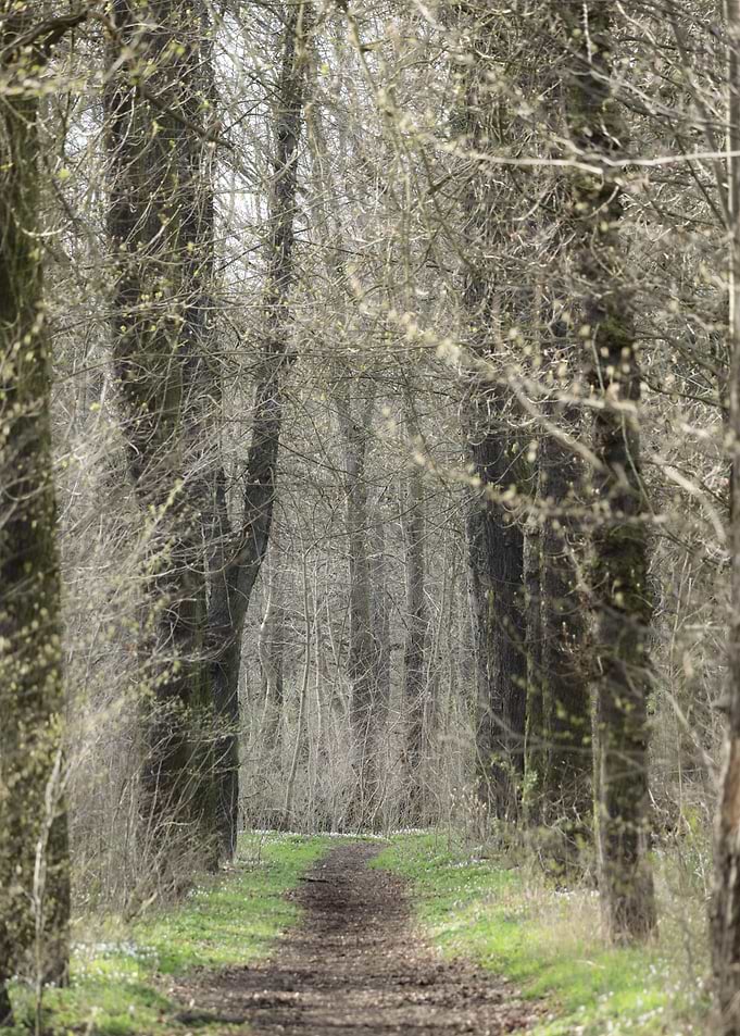 Forest Path in Early Spring