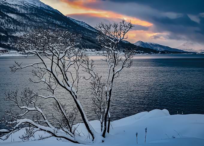Snow-covered tree by a winter lake