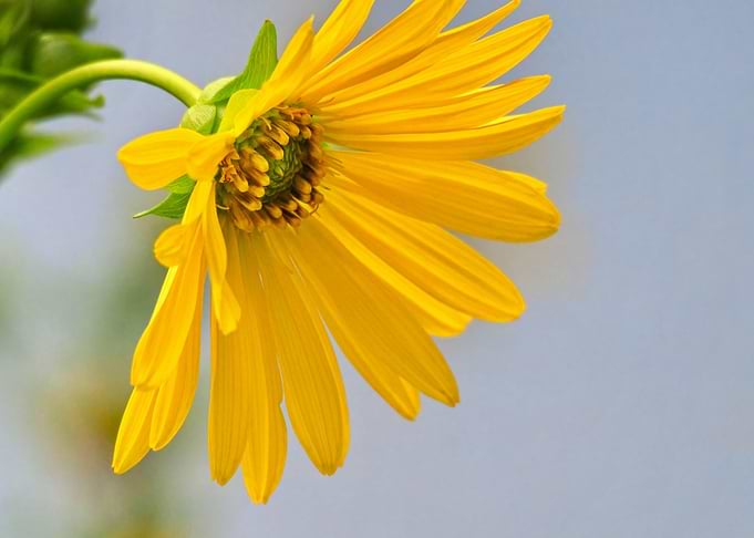 Yellow Flower