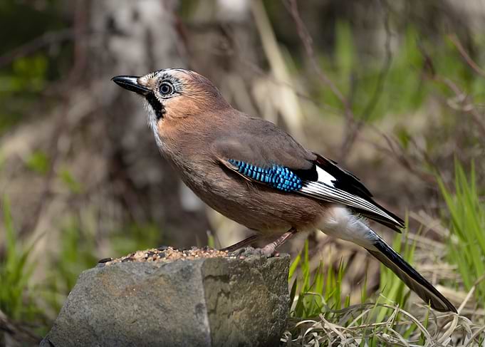 Eurasian Jay