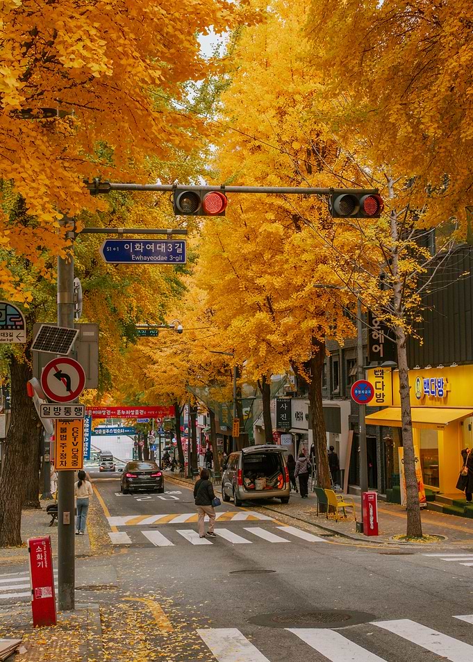 Autumn Street Scene in Seoul with Ginkgo Trees