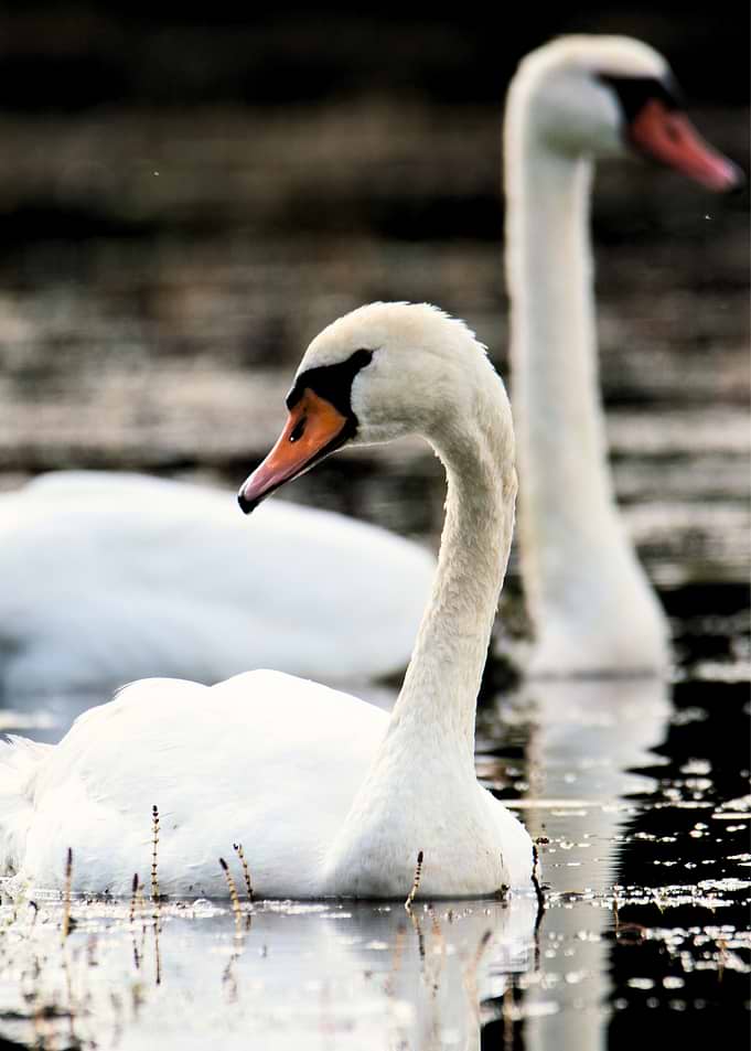 Two Swans on Water