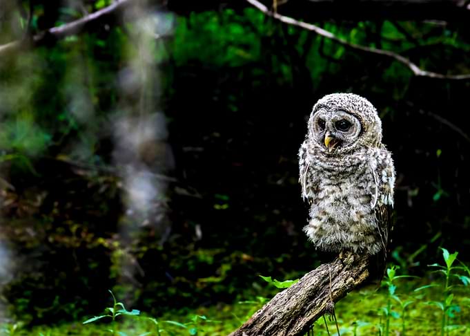 Young Owl Perched on a Branch