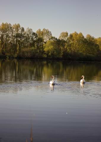 Two Swans on a Calm Lake