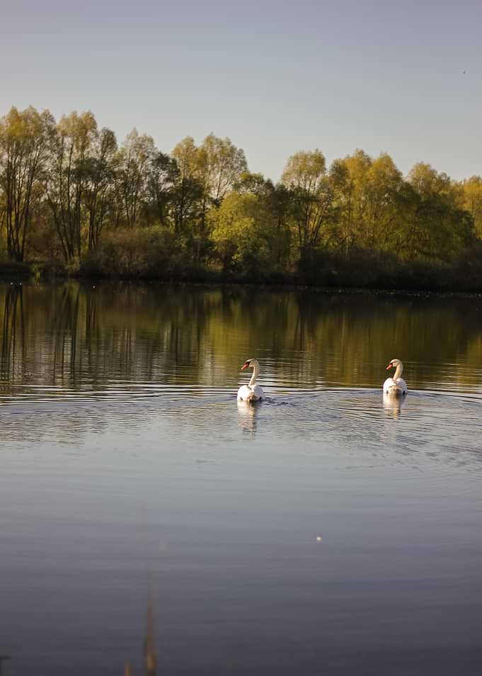 Two Swans on a Calm Lake