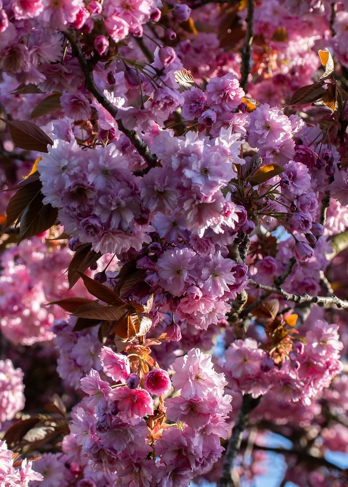 Pink Cherry Blossoms in Bloom