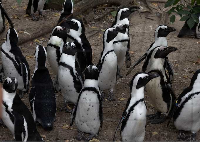 Group of African Penguins on Sandy Ground
