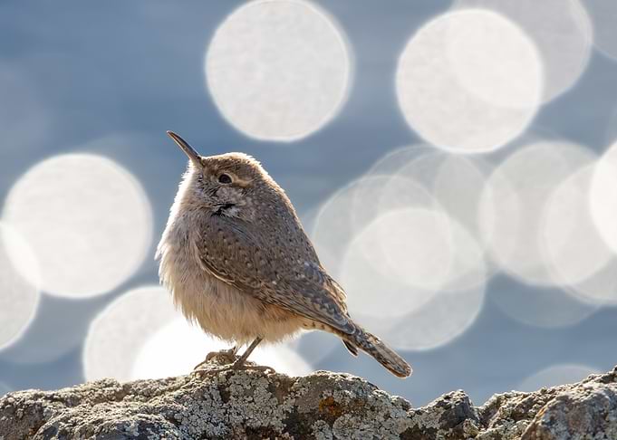 Glamorous Rock Wren