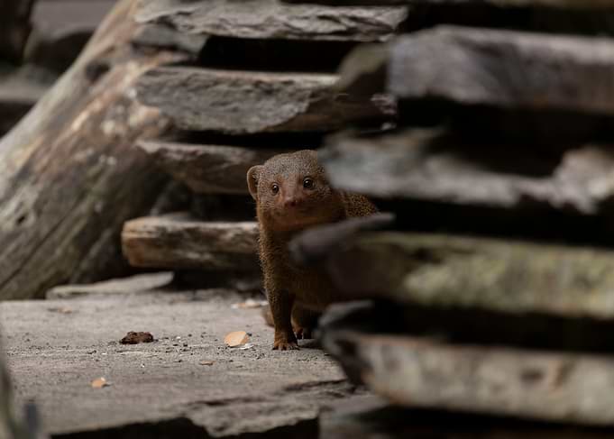 Curious Mongoose Peeking Through Rocks