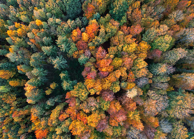 Aerial view of autumn forest canopy