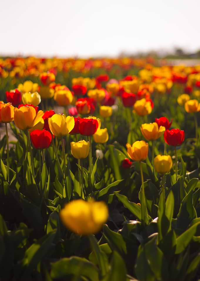 Field of Red and Yellow Tulips