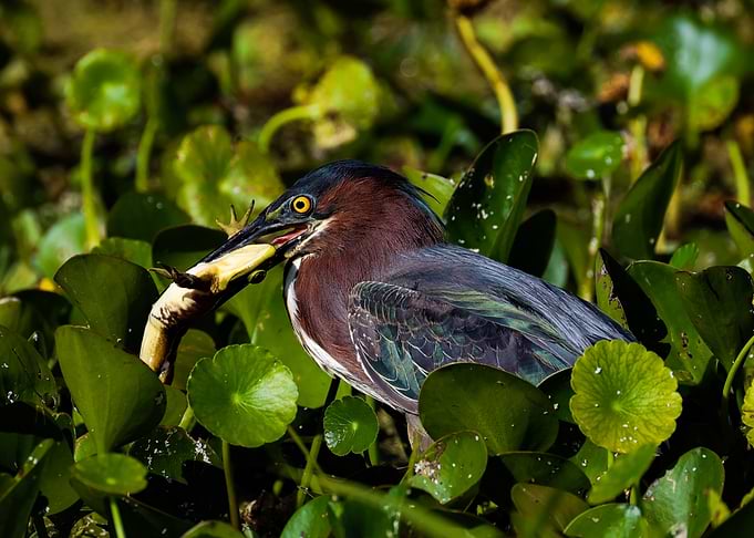 Green Heron Catches a Frog