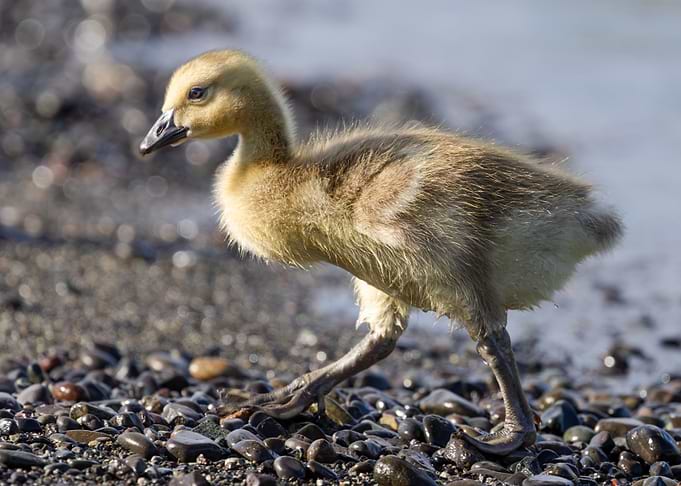 Gosling Back from a Swim
