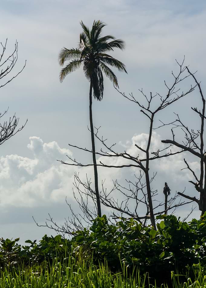 Tropical Palm Tree Against Cloudy Sky