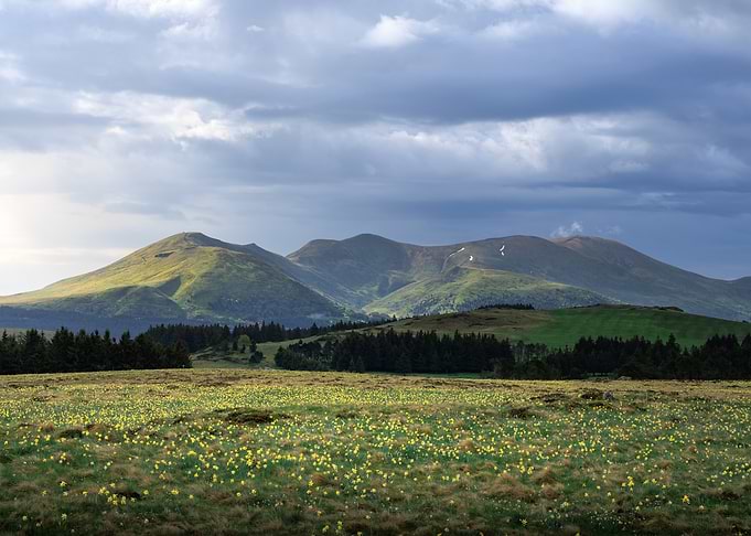 Sancy, Auvergne - Field of Daffodils with Mountains