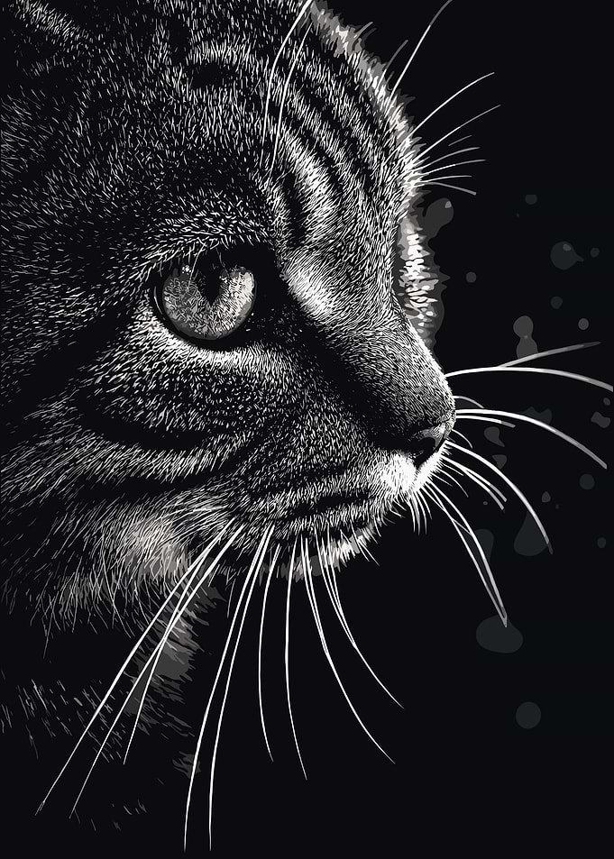 Close-up of a Tabby Cat's Face