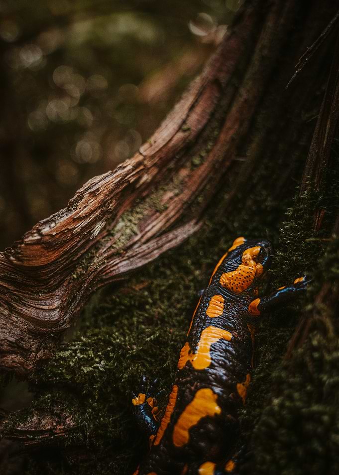 Fire Salamander on Mossy Log