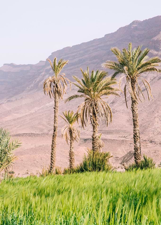 Palm Trees in a Green Field