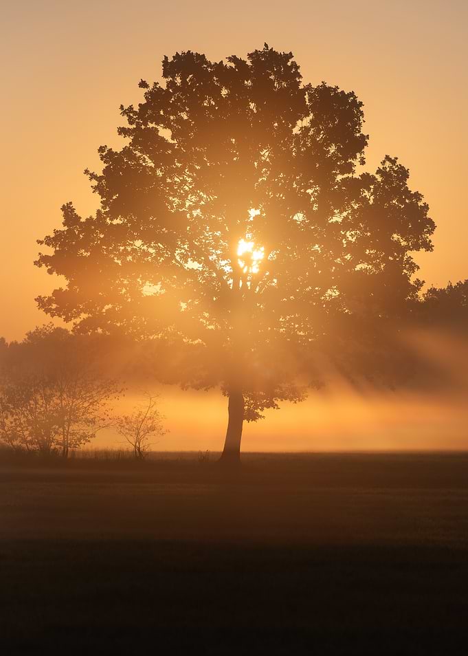 Sunrise Through a Misty Tree
