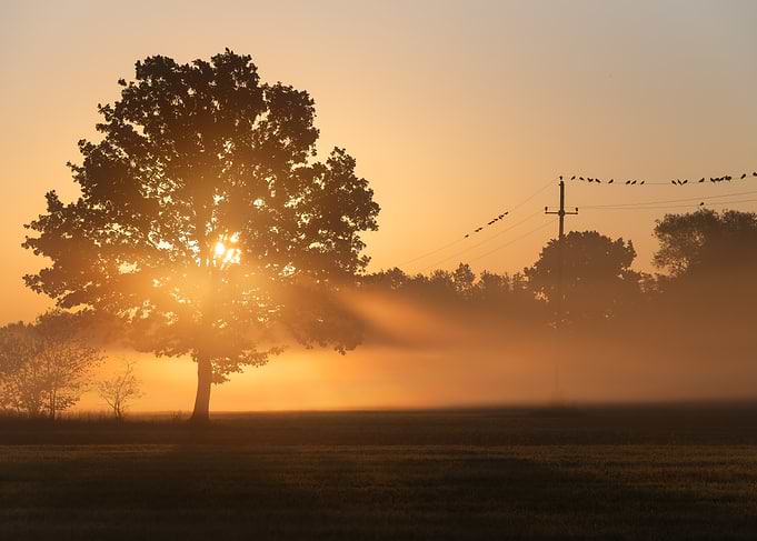 Sunrise over misty field with tree