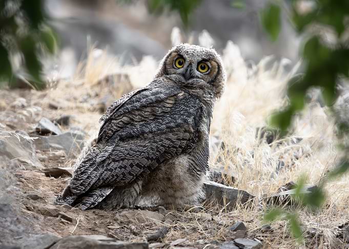 Young Great Horned Owl by the Trail