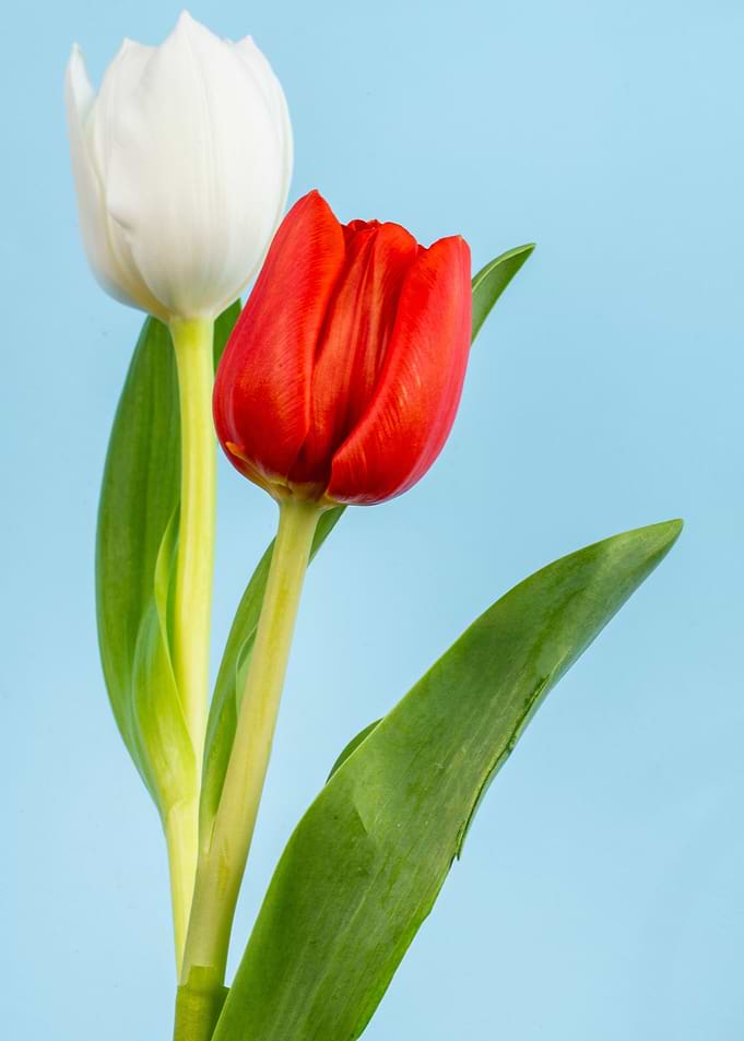 Red and White Tulips