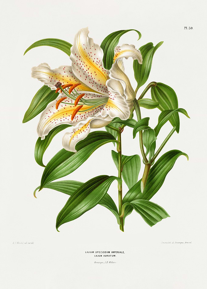 Vintage Lily Illustration