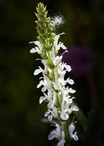 Silent White Bloom – Botanical Light Study