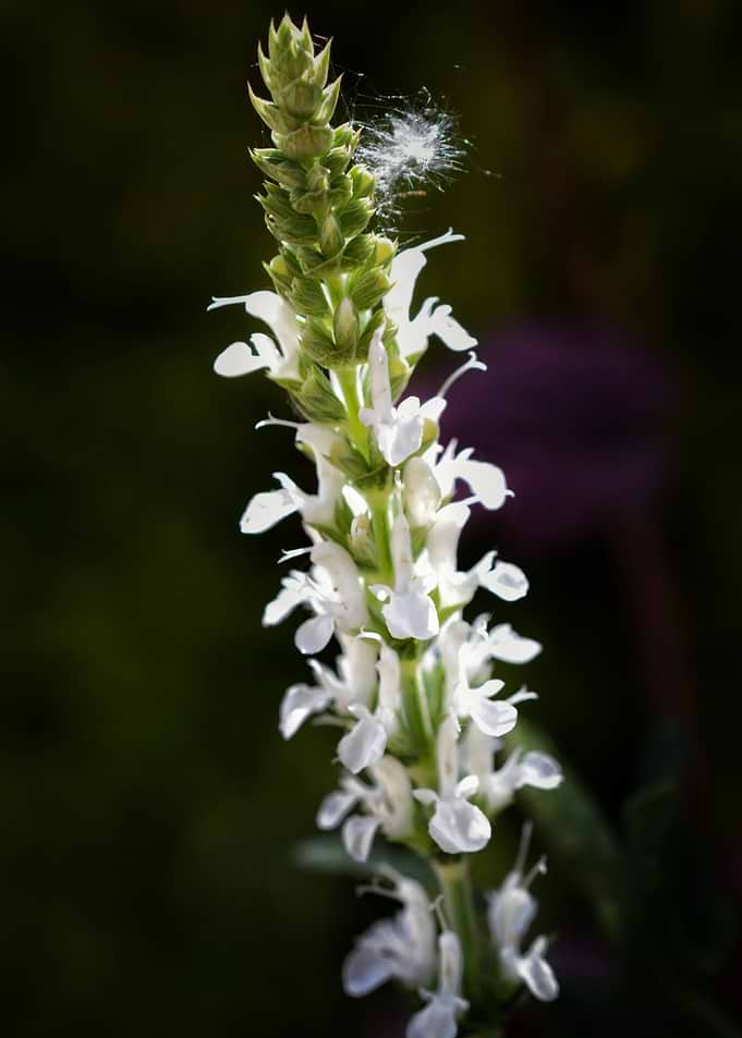 Silent White Bloom – Botanical Light Study