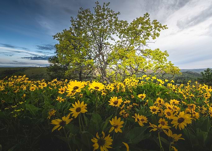 Field of Yellow Flowers Under a Tree