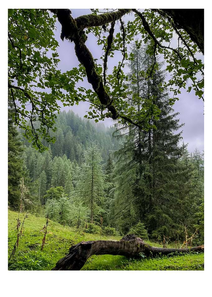 Misty Forest Landscape with Fallen Log
