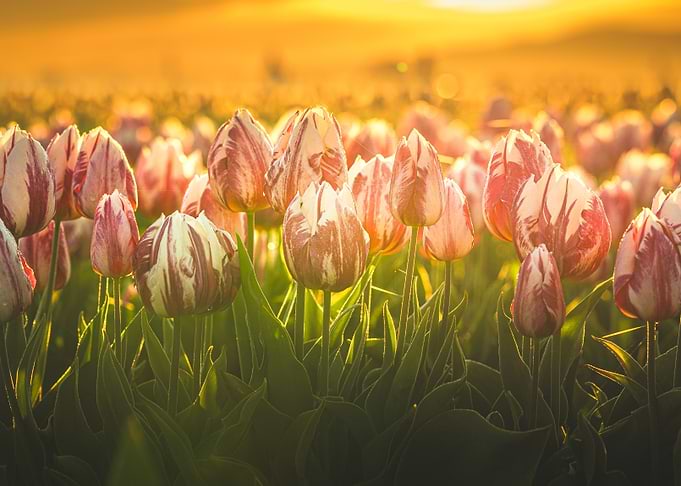 Striped Tulips at Sunrise