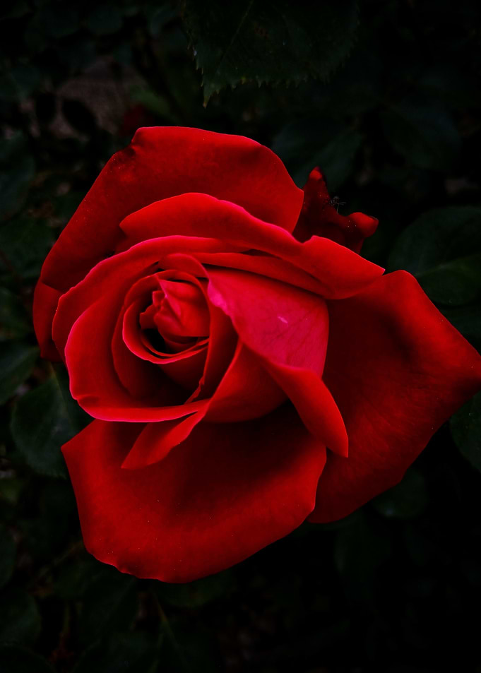 Scarlet Desire – Red Rose Portrait