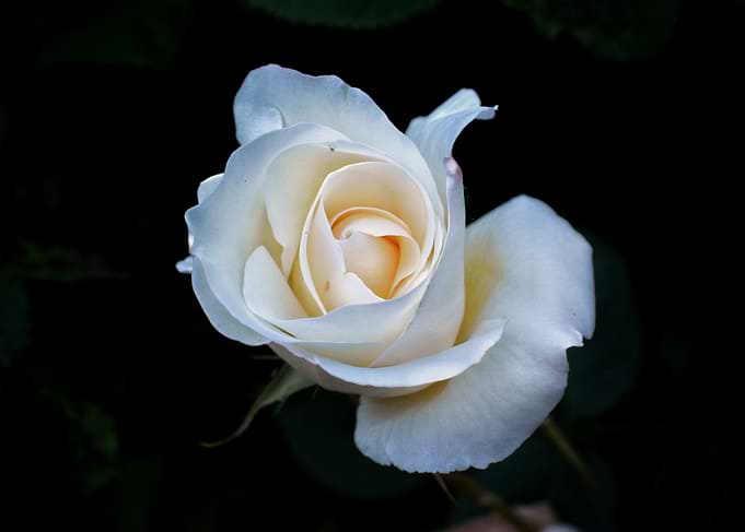 Ivory Rose – Midnight Elegance
