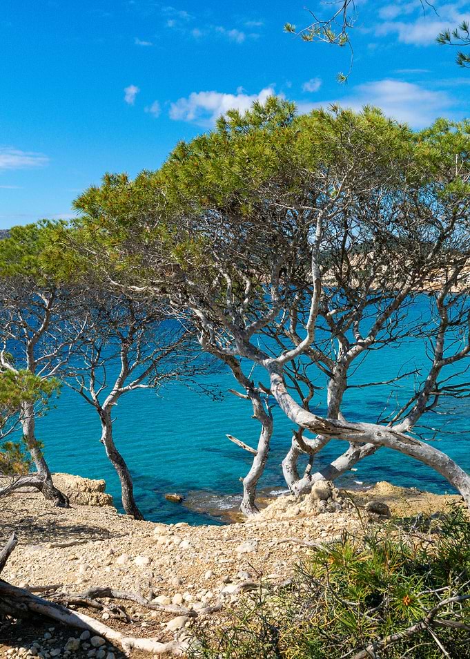 Pine trees overlooking turquoise sea