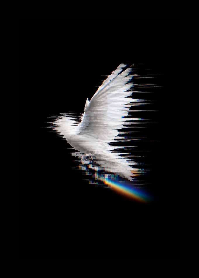 Glitching White Dove