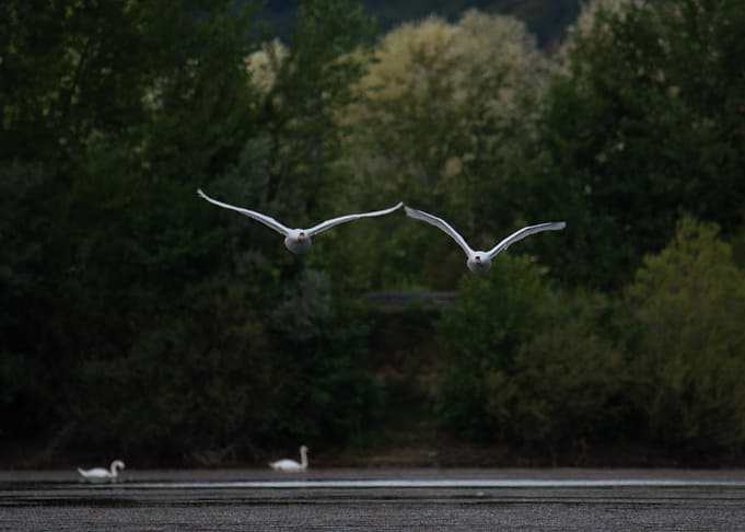 Two Swans Flying Over Water