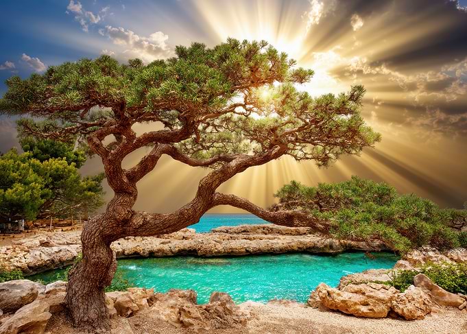 Pine Tree by Turquoise Water