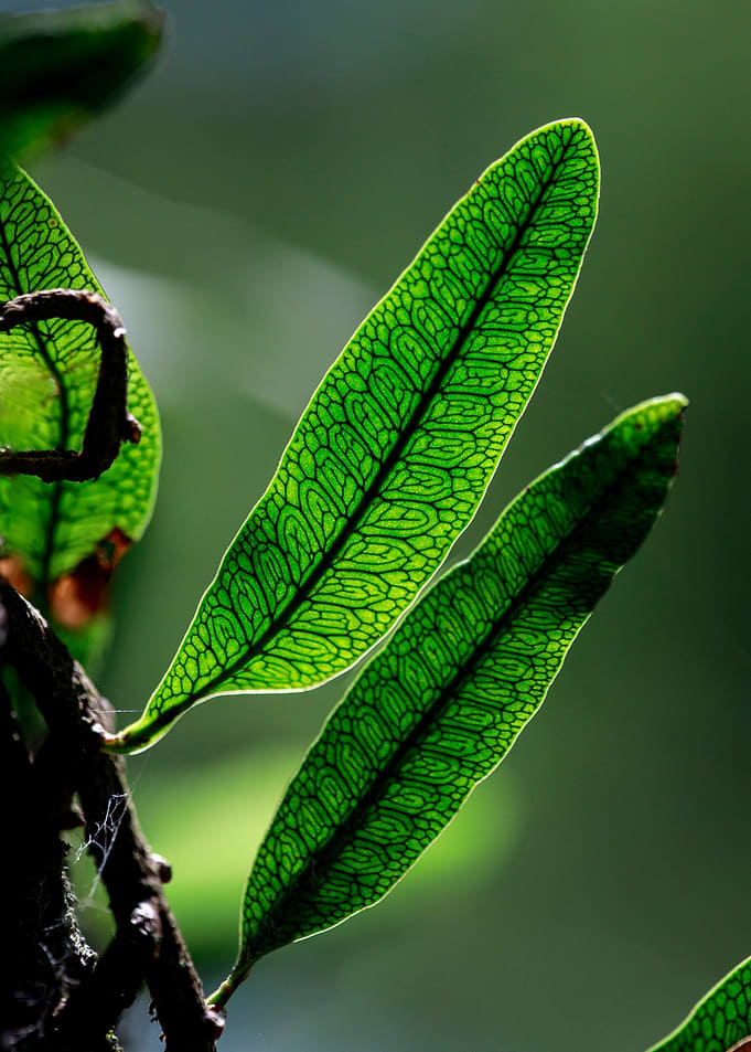 Close-up of Translucent Fern Leaves Patterns