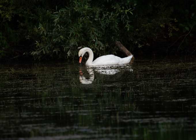 Swan on a dark lake