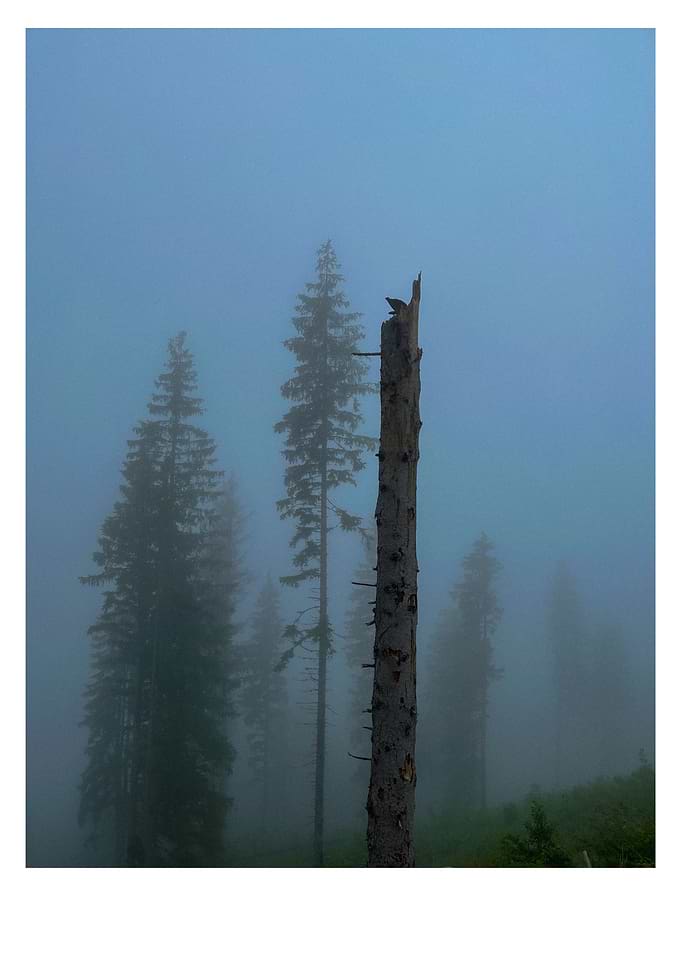Misty Forest with Dead Tree
