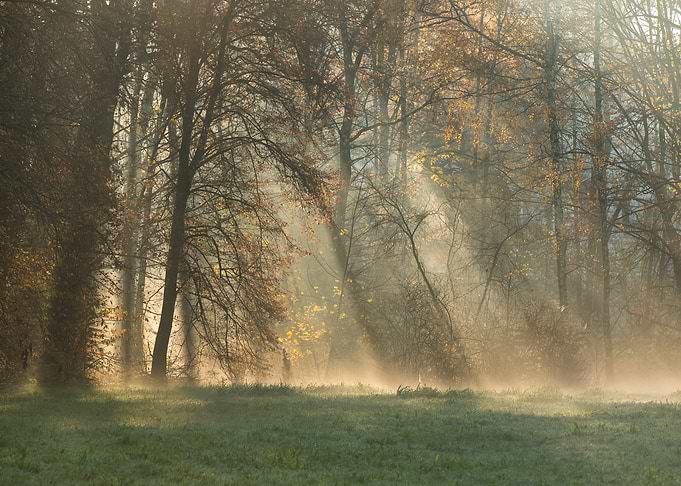 Misty Forest Sunrise