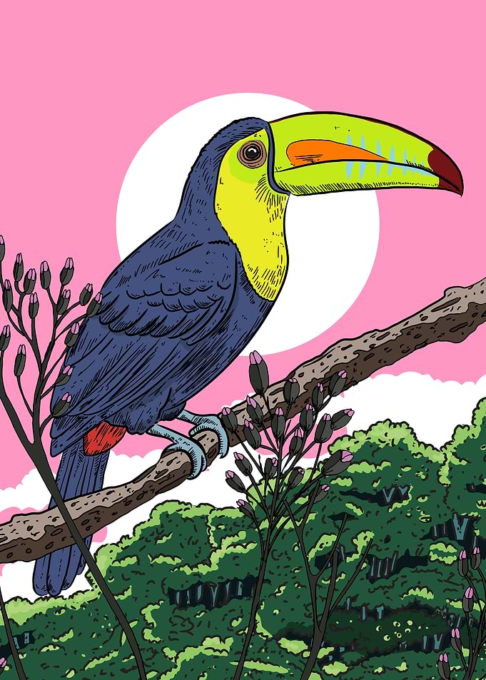 Toucan on a branch with pink sky