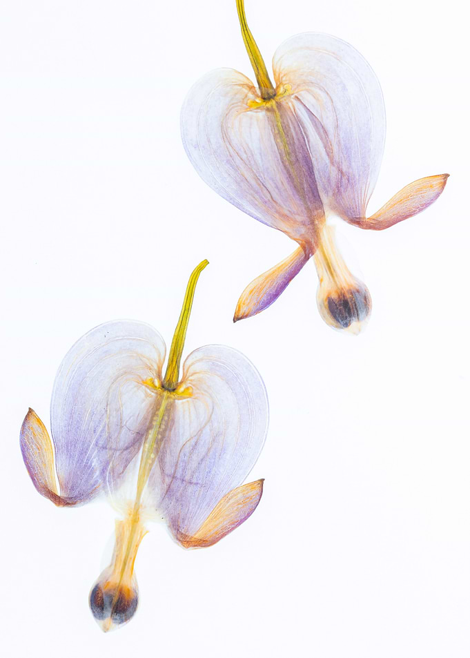 Two Bleeding Heart Flowers