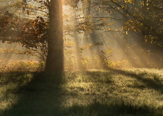 Sunbeams through autumn forest