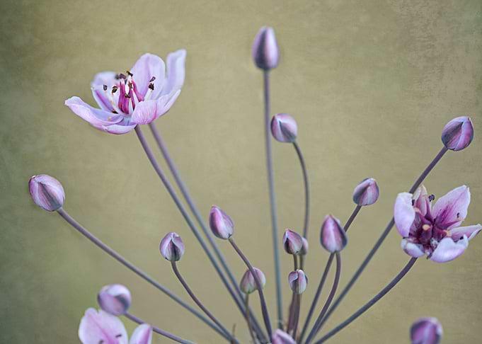 Delicate Pink and Purple Flowers and Buds