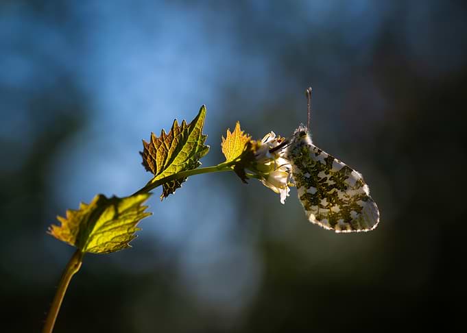 Butterfly on a plant with sunlight