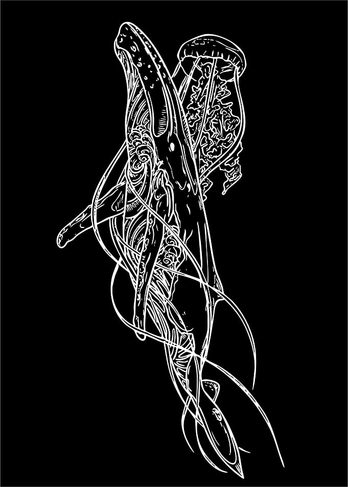 Whale and Jellyfish Illustration