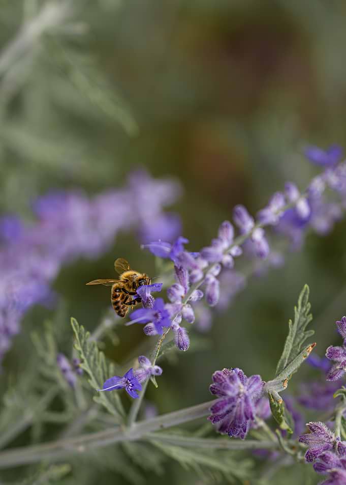 Bee on purple flowers