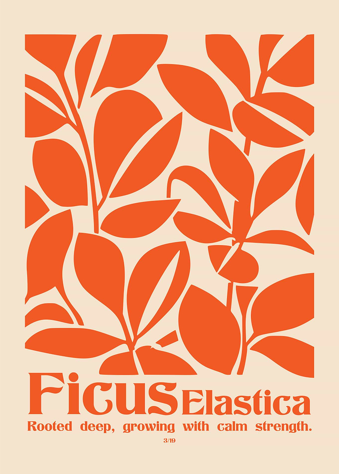 Ficus Elastica Plant Poster